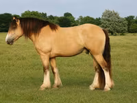 Кінь, Gypsy horse — фото 1
