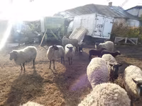 Oveja, Romanov sheep — foto 5