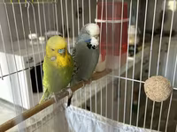 Təmiz qan Çex tutuquşuları satılır 🦜 Quşlar çox sağlam, aktiv və — फ़ोटो 5