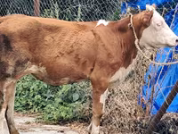 Сиыр, Simmental cattle — 6-сурет
