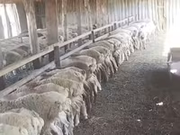 أغنام (دفعة، الجنس غير محدد), الأغنام — الصورة 8