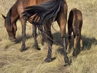 Stute, Kazakh horse — Foto 6