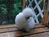 Chickens — foto 3