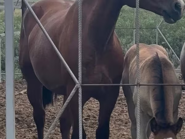 فرس, Percheron