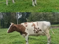 गाय, Simmental cattle — फ़ोटो 4