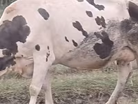 Kuh, Russian Black pied cattle — Foto 2