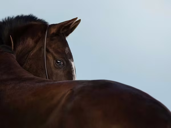 Кобила, Akhal-Teke