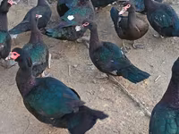 Ducks — foto 4