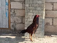 Chickens — الصورة 1