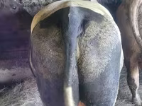 Cattle (batch, sex not specified), Simmental cattle — photo 2