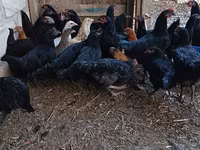 Chickens — 3-rasm