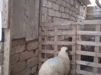 Qoç, Qoyunlar — foto 3