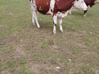 Kuh, Simmental cattle — Foto 1