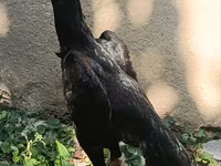 Shamo Hühner — Foto 5