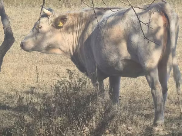Kuh, Latvian Blue cattle