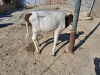 İnək, Simmental cattle — foto 5