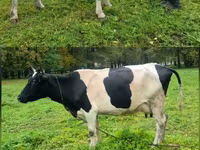 Sigir, Ayrshire — 2-rasm
