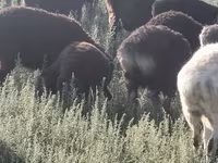 公羊, Sheep — 照片 1