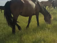 Mare, Horses — photo 2