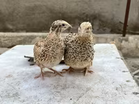 किंग बटेर — फ़ोटो 3
