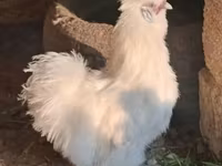سيلكي — الصورة 4