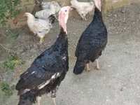 Turkeys — الصورة 2