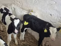 Toro, Raza Holstein — foto 6