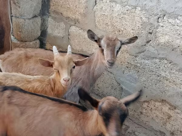 Ziege, Saanen goat