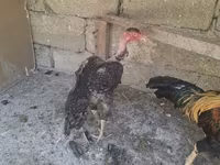Chickens — फ़ोटो 5