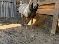 公羊, Dorper sheep — 照片 1