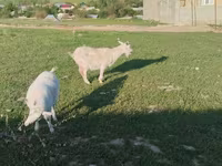 Cabra, Russian White goat — foto 4
