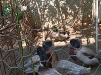 روان — الصورة 2