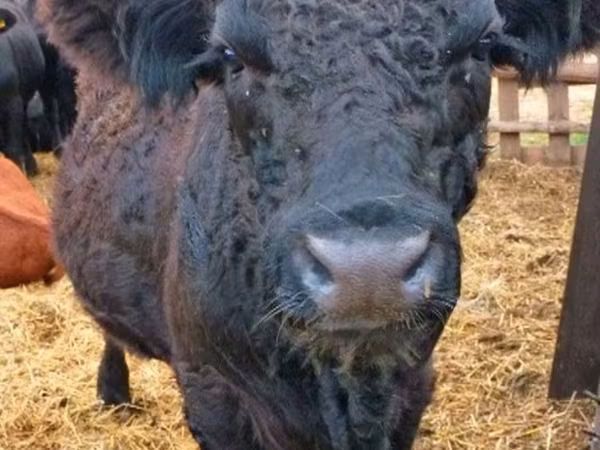 Bull, Galloway cow