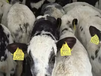 Rinder (Partie, Geschlecht nicht angegeben), Simmental cattle — Foto 7