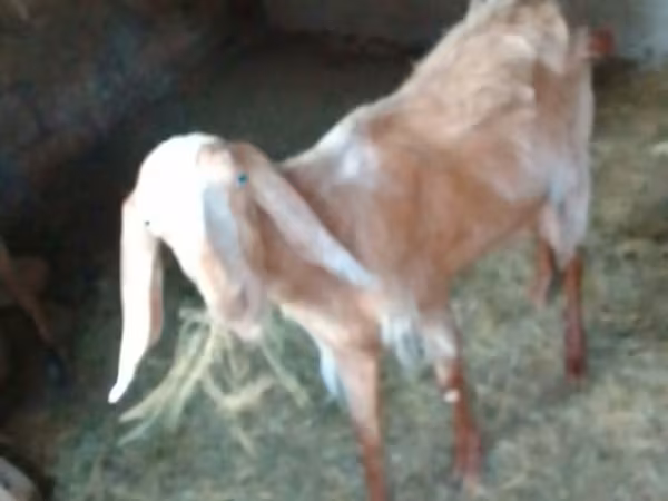 Ziege, Nubian Goat