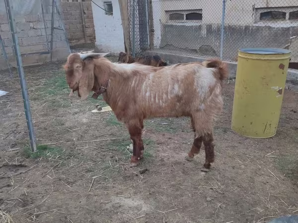 Keçi, Beetal goats