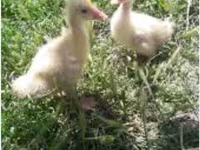Geese — الصورة 1