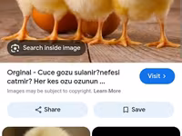 Chickens — الصورة 1