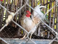 Chickens — الصورة 2