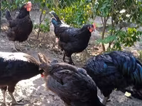 Chickens — 1-сурет