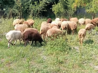 كبش, الأغنام — الصورة 4