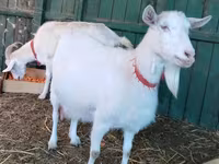 母山羊, Pomellata goat — 照片 2