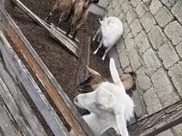 Ziege, Saanen goat — Foto 6