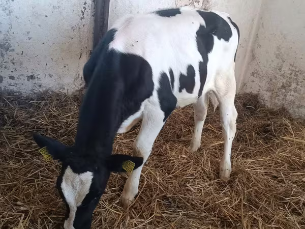 Kuh, Russian Black pied cattle