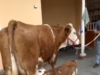 Сиыр, Қызыл-дақтылы тұқым — 6-сурет