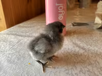 Chickens — foto 3