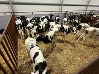 Bulle, Simmental cattle — Foto 2