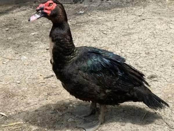 Ducks