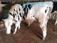 Vaca, Aberdeen-Angus — foto 3