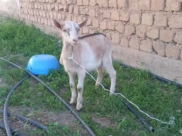 公山羊, Alpine goat